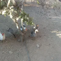 خروس وغاز محلی|حیوانات مزرعه|صائین قلعه, |دیوار