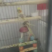 انگشترعروس هلندی کفتر|جواهرات|سبزوار, توحیدشهر|دیوار