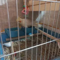 فروش عروس هلندی|پرنده|شیراز, شهرک گلها|دیوار