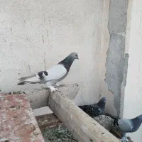 کبوتر ترکیه ای بازیکن صداکت دار|پرنده|اصفهان, باغ فدک|دیوار