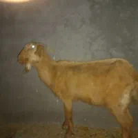 فروش بز محلی ۱۲|حیوانات مزرعه|مهر, |دیوار