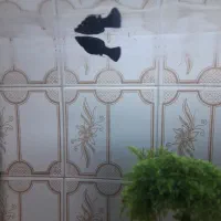 یک عدد مولی بلک