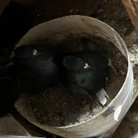 غلاغ قلاق غلاق دمگیر|پرنده|اصفهان, ارزنان|دیوار