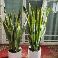 سانسوریا ۳۵۰