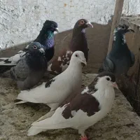 کفتر بوم چخ صید ساده افشون چاپی سارسرخ بزک یهودی