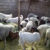 بره