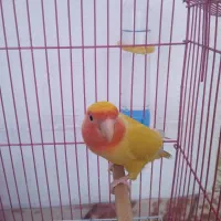 کوتوله برزیلی دره شهر|پرنده|دره شهر, |دیوار