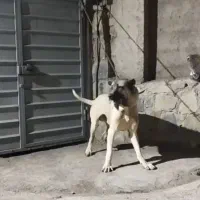 گمشده