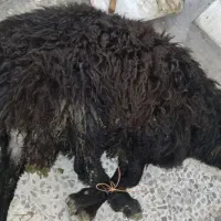 قصاب|خدمات پیشه و مهارت|گرگان, |دیوار