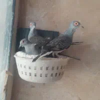 کبوتر الماسی و فنچ نرگسی