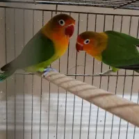 کوتوله مولد طوطی برزیلی مولد|پرنده|خمینیشهر, |دیوار