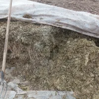 ذرت علوفه‌ای