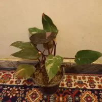 سانسوریا ابلق بلند|گل و گیاه طبیعی|بروجرد, |دیوار