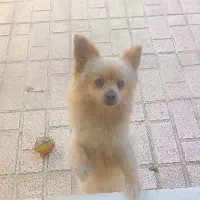 سگ پامر
