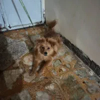 فروش سگ میکس اشپیتز پامرین ماده