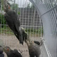 عروس هلندی|پرنده|لاهیجان, لیالستان|دیوار