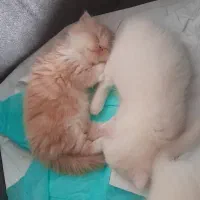 گربه ی پرشین|گربه|رشت, هلال احمر|دیوار