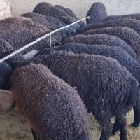 میش بره بزغاله|حیوانات مزرعه|پاکدشت, پاکدشت (مامازند)|دیوار