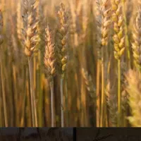 گندم بذری سم نشده