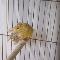 قناری و فنچ