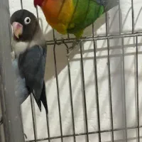 طوطی برزیلی جفت|پرنده|بومهن, |دیوار