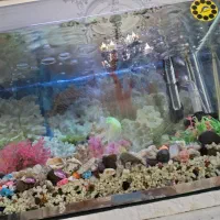 اکواریوم شیشه خم|ماهی|سهند, |دیوار