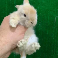 خرگوش لوپ مینیاتوری|موش و خرگوش|قم, صفائیه|دیوار