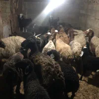 میش و بره جوان|حیوانات مزرعه|قرچک, ولی آباد|دیوار