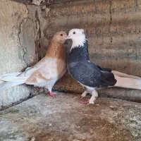 کفتر  ی جفت زرد و شازده|پرنده|ری, ولی آباد|دیوار