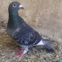 سه عدد کبوتر پلاکی|پرنده|سنقر, |دیوار