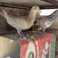 سرورنر وماده