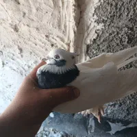 کفتر|پرنده|داراب, |دیوار