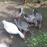 غاز محلی بالغ و سالم پنج عدد