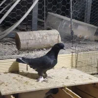 چندتا کبوتر مفلق فیت ودولا با یدونه تهرانی