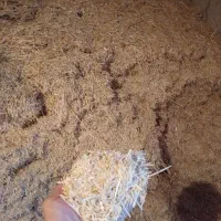 یونجه|لوازم جانبی حیوانات|قوچان, |دیوار