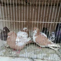 کبوتر|پرنده|شیراز, سعدیه شمالی|دیوار