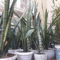 سانسوریا ( شمشیر سنت جورج )