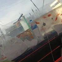 فروش بچه ماهی عمده قرمز