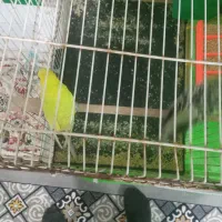 پرنده مرغ عشق بالغ جفتی ۴۵۰تومن