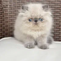 توله پرشین سوپرفلت چشم ابی