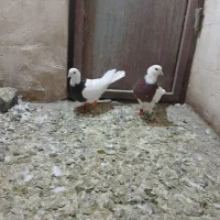 طوقی|پرنده|نظرآباد, نجم آباد|دیوار