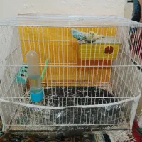 ۱جفت مرغ عشق فروشی