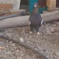 نر سینه تافته ای بزن