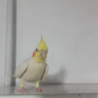 عروس هلندی|پرنده|تهران, خزانه|دیوار