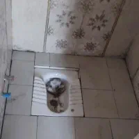 انجام کاشی وسرامیک|خدمات پیشه و مهارت|کرمانشاه, |دیوار