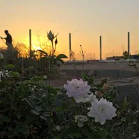 سرمایه گذاری اقساطی در شاهین شهر|فروش زمین و ملک کلنگی|شاهین‌شهر, شهرک میلاد|دیوار