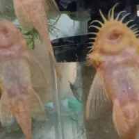 پوزه بوته ای مولد و گوپی