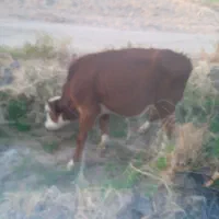 گاو فروشی|حیوانات مزرعه|دلگان, |دیوار