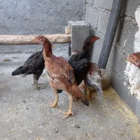 لاری|حیوانات مزرعه|صحنه, |دیوار