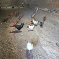 فروشی|حیوانات مزرعه|مرند, |دیوار